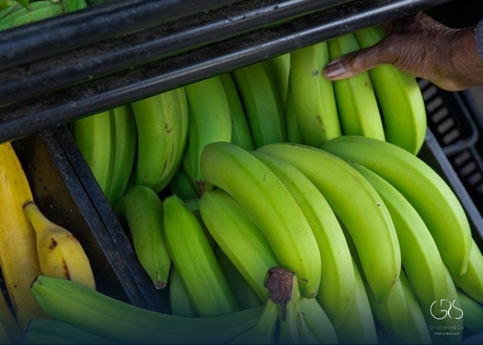 Unripe Bananas: