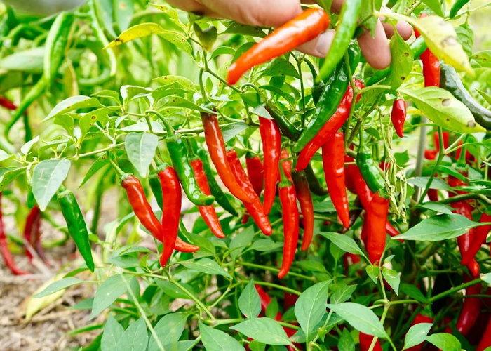 Health Benefits of Cayenne Pepper: A Comprehensive Guide