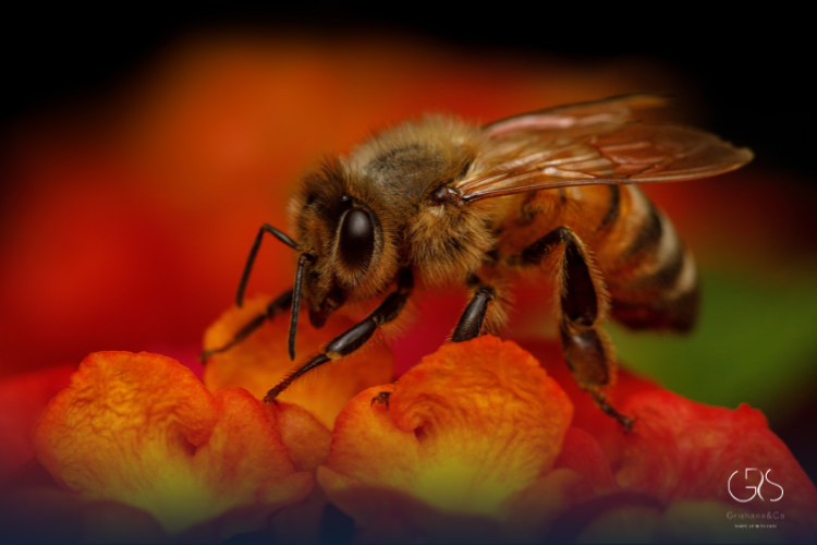 Honey Allergy Relief for Seasonal Allergies: Does It Really Help?