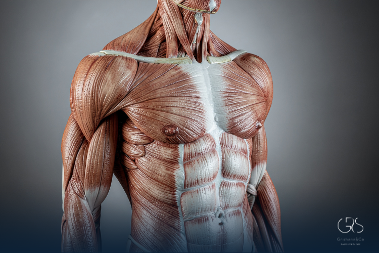 How the Body Regulates Heat and Why heat exhaustion symptoms Appear