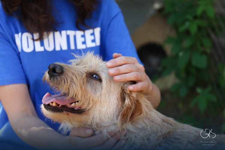 Environmental Allergens